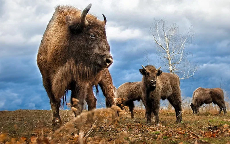 Unravelling the Mysteries: American Bison vs Buffalo
